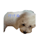 ビション・フリーゼのうなさん（個別スタンプ：3）