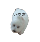 ビション・フリーゼのうなさん（個別スタンプ：17）
