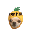 ひまわりとたいよう（個別スタンプ：1）