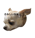 ひまわりとたいよう（個別スタンプ：4）