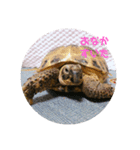 リクガメのかすぴちゃん②（個別スタンプ：1）