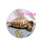 リクガメのかすぴちゃん②（個別スタンプ：2）
