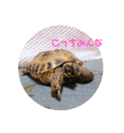 リクガメのかすぴちゃん②（個別スタンプ：4）
