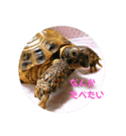 リクガメのかすぴちゃん②（個別スタンプ：6）