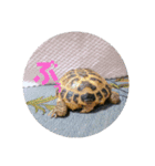 リクガメのかすぴちゃん②（個別スタンプ：7）