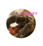 リクガメのかすぴちゃん②（個別スタンプ：8）