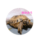 リクガメのかすぴちゃん②（個別スタンプ：11）