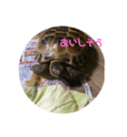 リクガメのかすぴちゃん②（個別スタンプ：12）
