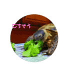 リクガメのかすぴちゃん②（個別スタンプ：13）