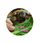 リクガメのかすぴちゃん②（個別スタンプ：14）