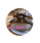 リクガメのかすぴちゃん②（個別スタンプ：16）
