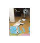 チビの日常！3（個別スタンプ：2）