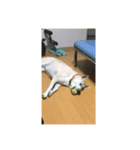 チビの日常！3（個別スタンプ：3）