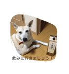 チビの日常！3（個別スタンプ：5）