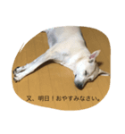 チビの日常！3（個別スタンプ：6）
