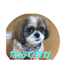 シーズー犬 ぽぽ（個別スタンプ：1）