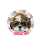 シーズー犬 ぽぽ（個別スタンプ：2）