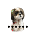 シーズー犬 ぽぽ（個別スタンプ：4）