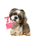 シーズー犬 ぽぽ（個別スタンプ：5）