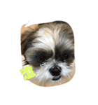 シーズー犬 ぽぽ（個別スタンプ：7）