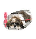 シーズー犬 ぽぽ（個別スタンプ：8）