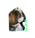 シーズー犬 ぽぽ（個別スタンプ：9）