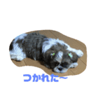 シーズー犬 ぽぽ（個別スタンプ：10）