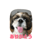 シーズー犬 ぽぽ（個別スタンプ：11）