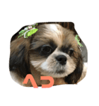 シーズー犬 ぽぽ（個別スタンプ：12）