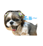 シーズー犬 ぽぽ（個別スタンプ：13）