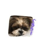 シーズー犬 ぽぽ（個別スタンプ：14）