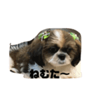 シーズー犬 ぽぽ（個別スタンプ：15）