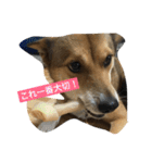 今日もしあわせ保護犬しっぽたん（個別スタンプ：1）