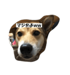 今日もしあわせ保護犬しっぽたん（個別スタンプ：2）