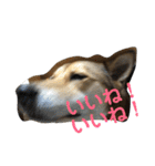 今日もしあわせ保護犬しっぽたん（個別スタンプ：3）