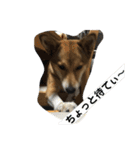 今日もしあわせ保護犬しっぽたん（個別スタンプ：4）