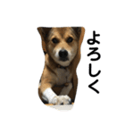 今日もしあわせ保護犬しっぽたん（個別スタンプ：6）