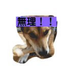 今日もしあわせ保護犬しっぽたん（個別スタンプ：7）