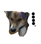 今日もしあわせ保護犬しっぽたん（個別スタンプ：9）