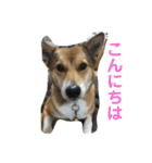 今日もしあわせ保護犬しっぽたん（個別スタンプ：11）