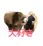 今日もしあわせ保護犬しっぽたん（個別スタンプ：12）