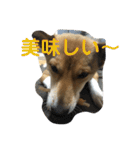 今日もしあわせ保護犬しっぽたん（個別スタンプ：14）