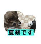 今日もしあわせ保護犬しっぽたん（個別スタンプ：16）