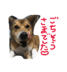 今日もしあわせ保護犬しっぽたん（個別スタンプ：19）
