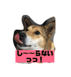 今日もしあわせ保護犬しっぽたん（個別スタンプ：20）