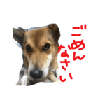 今日もしあわせ保護犬しっぽたん（個別スタンプ：21）