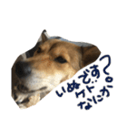 今日もしあわせ保護犬しっぽたん（個別スタンプ：22）