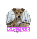 今日もしあわせ保護犬しっぽたん（個別スタンプ：24）