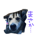 今日もしあわせ保護犬しっぽたん（個別スタンプ：25）