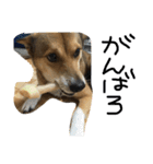 今日もしあわせ保護犬しっぽたん（個別スタンプ：26）